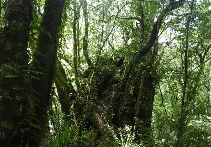 麻荖漏山步道 麻荖漏山步道
