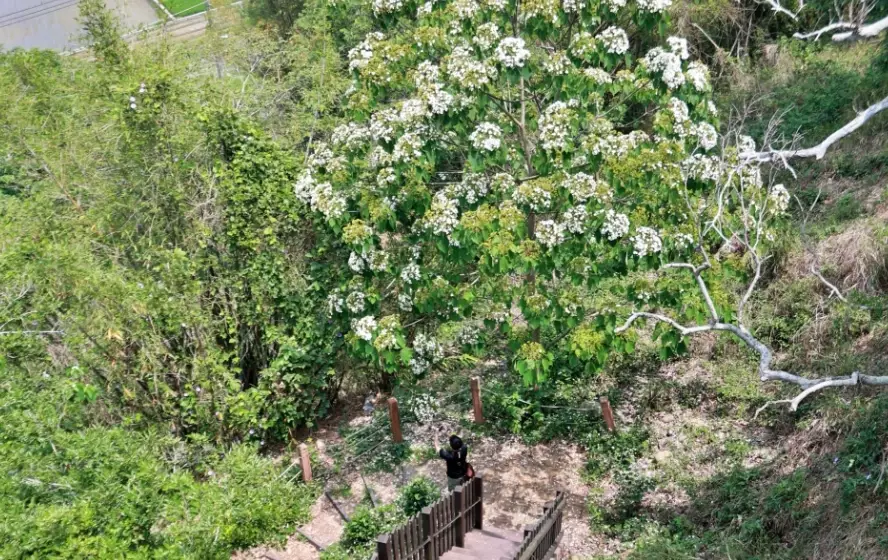 桐花步道