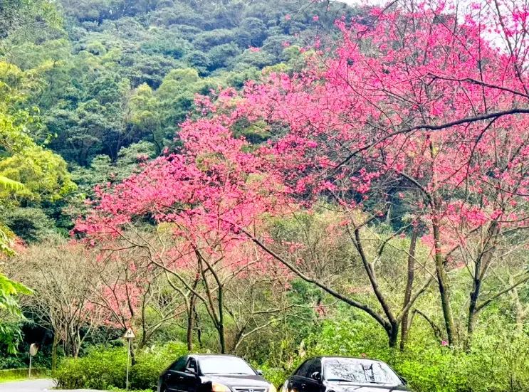台中櫻花步道 台中櫻花步道