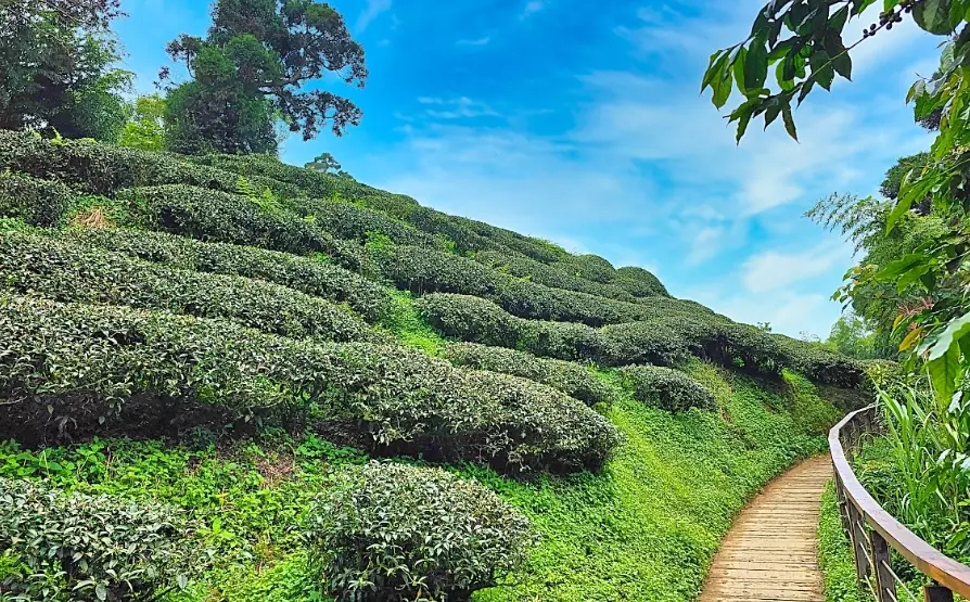 梅山茶園步道怎麼走 梅山茶園步道怎麼走
