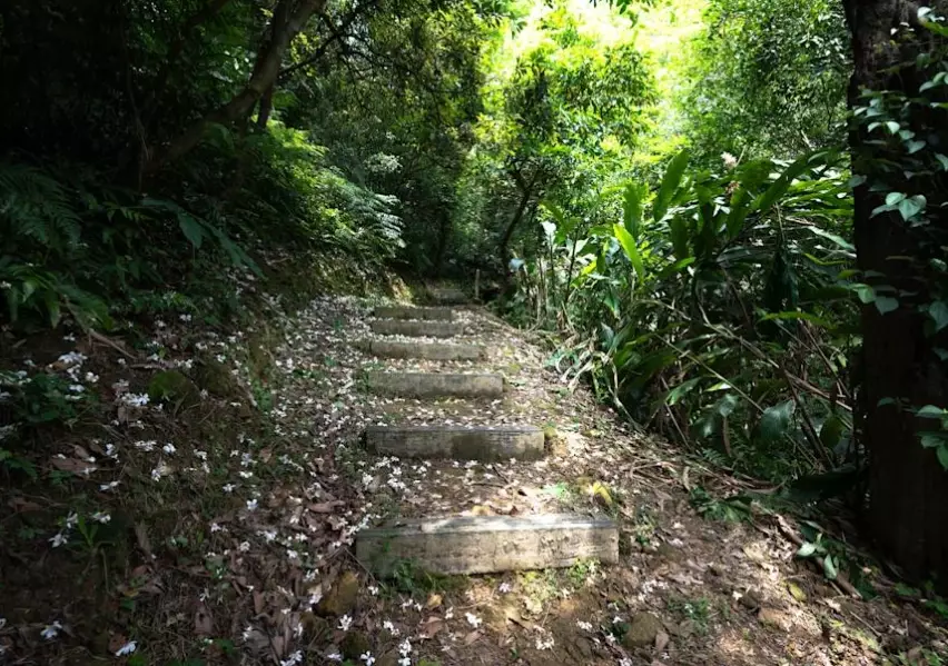 桐花步道