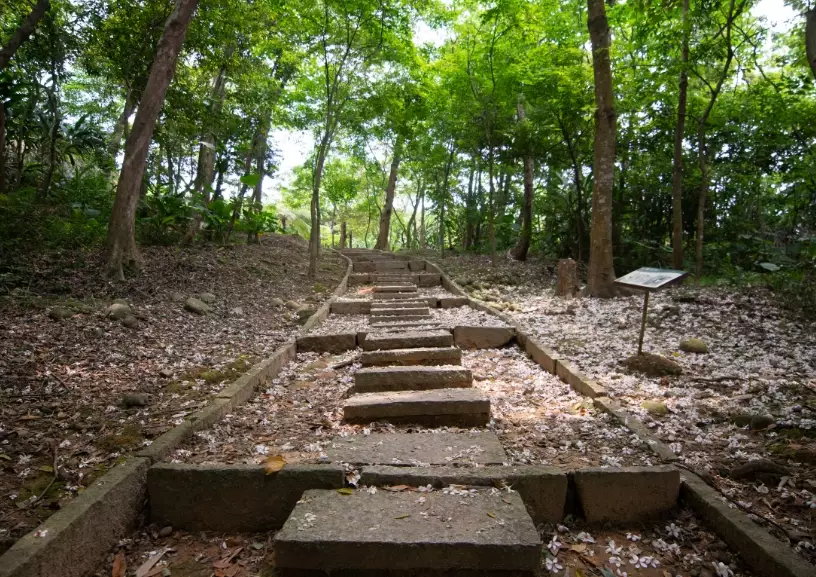 桐花步道