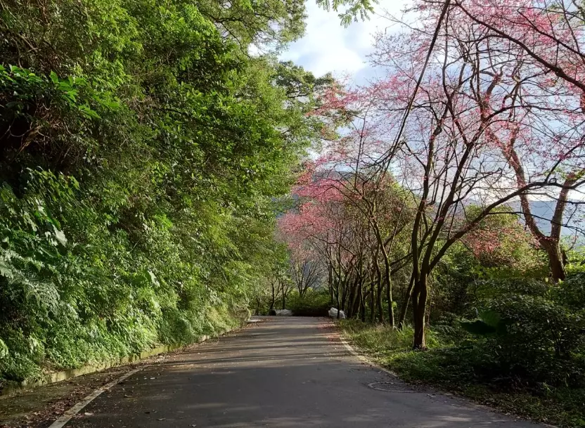 青山路櫻花 青山路櫻花