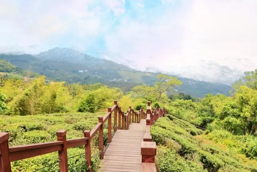 嘉義梅山景點 嘉義梅山景點