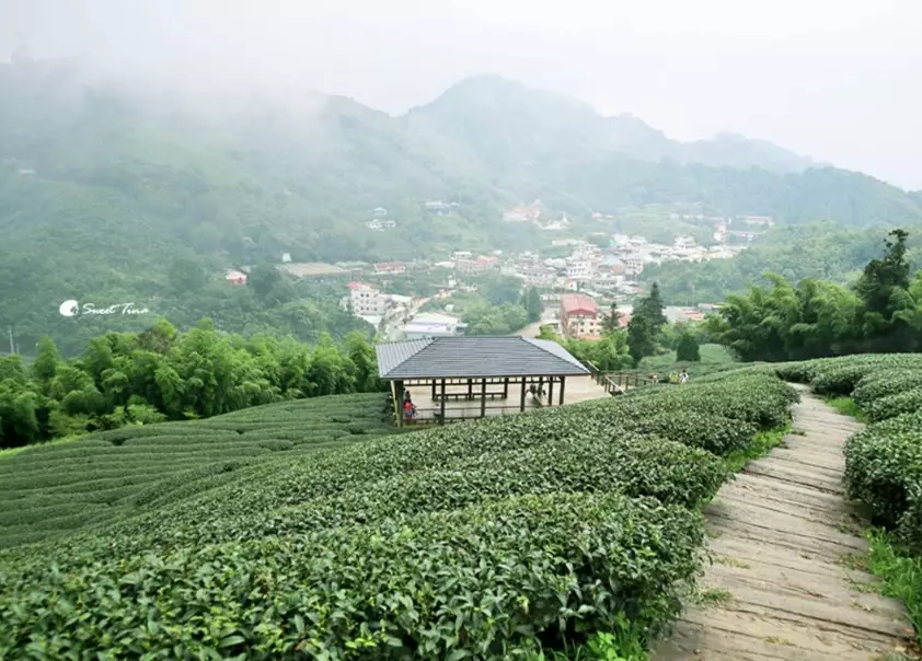 嘉義梅山景點 嘉義梅山景點