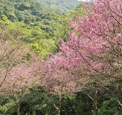 青山路櫻花 青山路櫻花