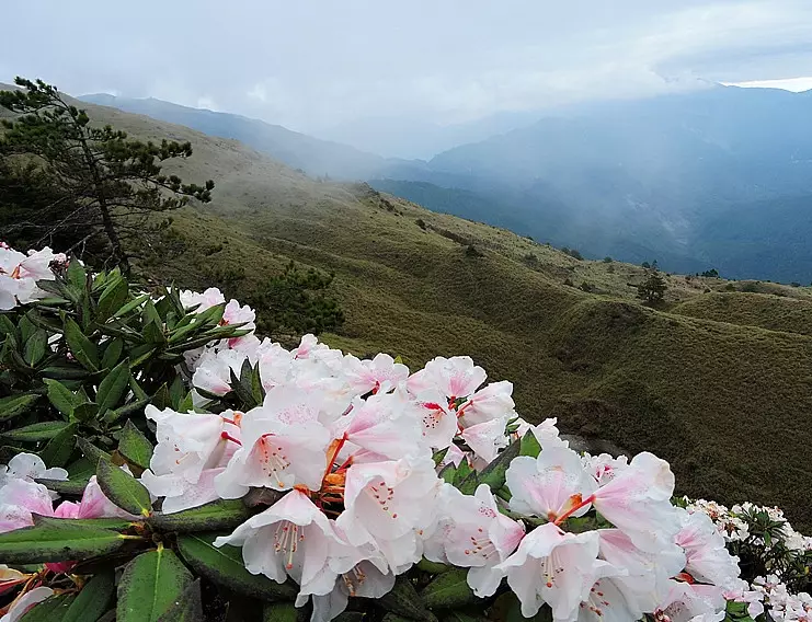 台灣高山杜鵑 台灣高山杜鵑