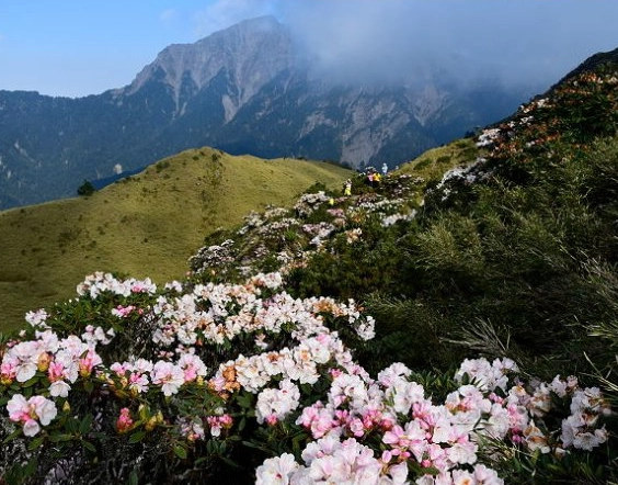 奇萊山步道 奇萊山步道