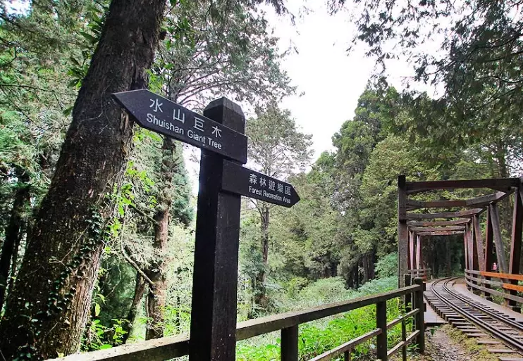 水山巨木步道 水山巨木步道