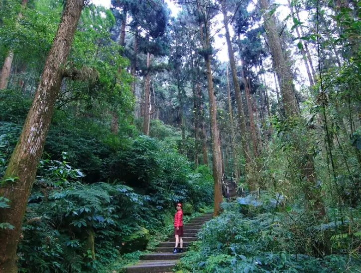 阿里山步道 阿里山步道