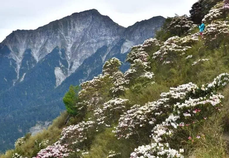 合歡山登山 合歡山登山