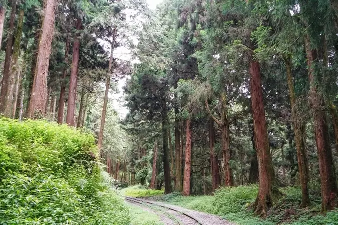 步道整修 步道整修