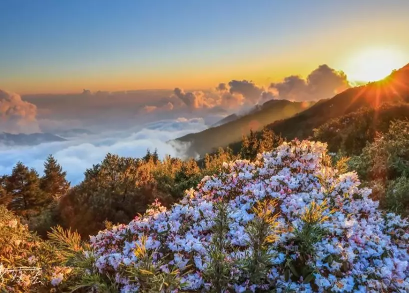 台灣高山杜鵑 台灣高山杜鵑