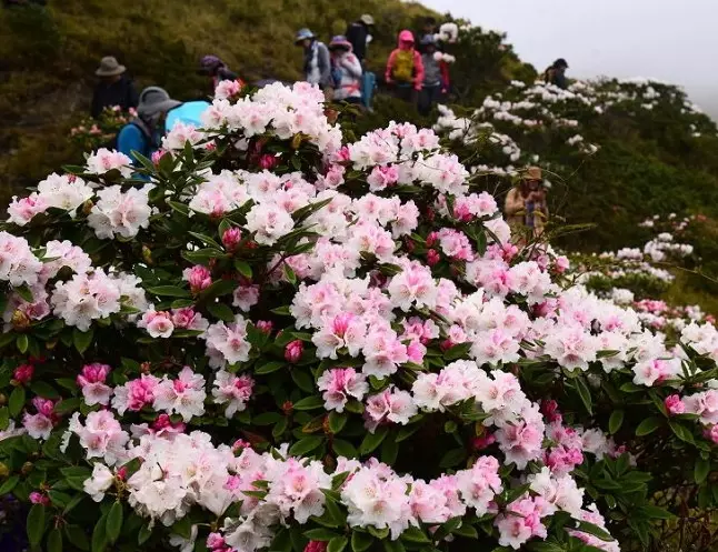 奇萊山步道 奇萊山步道