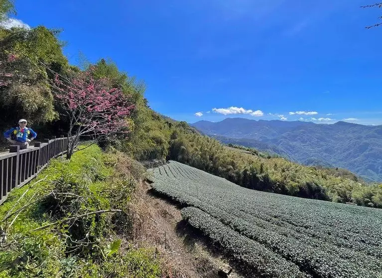 阿里山步道 阿里山步道