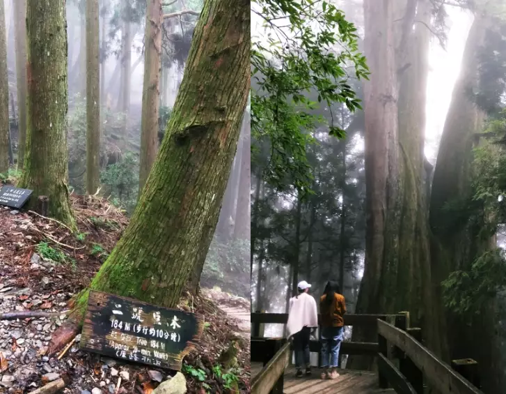 觀霧景點