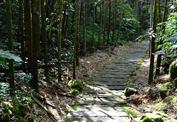 阿里山步道推薦 阿里山步道推薦