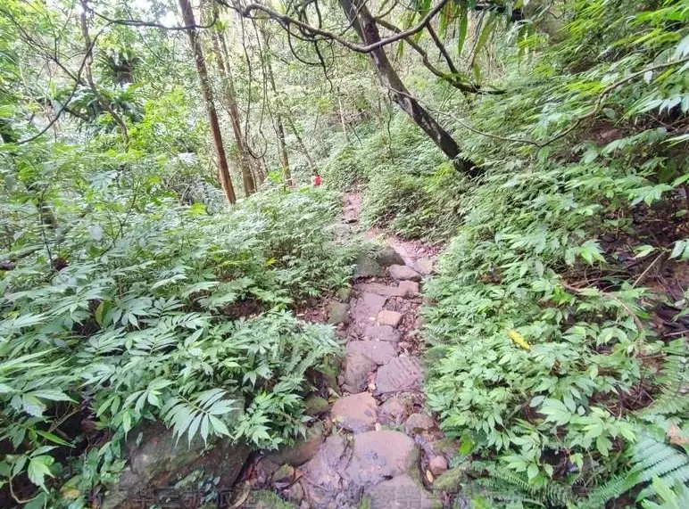 翡翠水庫登山步道 翡翠水庫登山步道