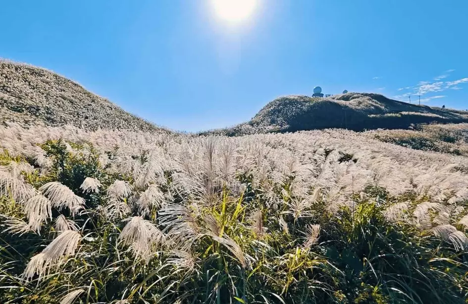 芒草拍攝地點 芒草拍攝地點