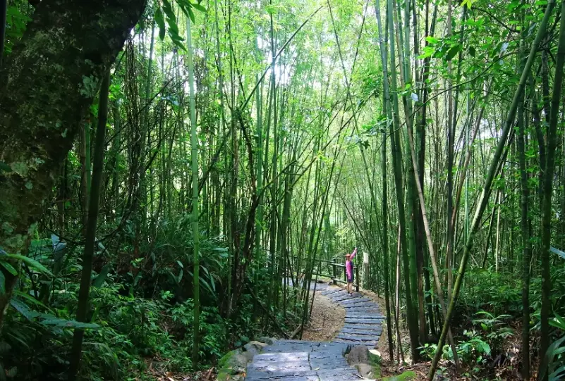 阿里山迷糊步道 阿里山迷糊步道