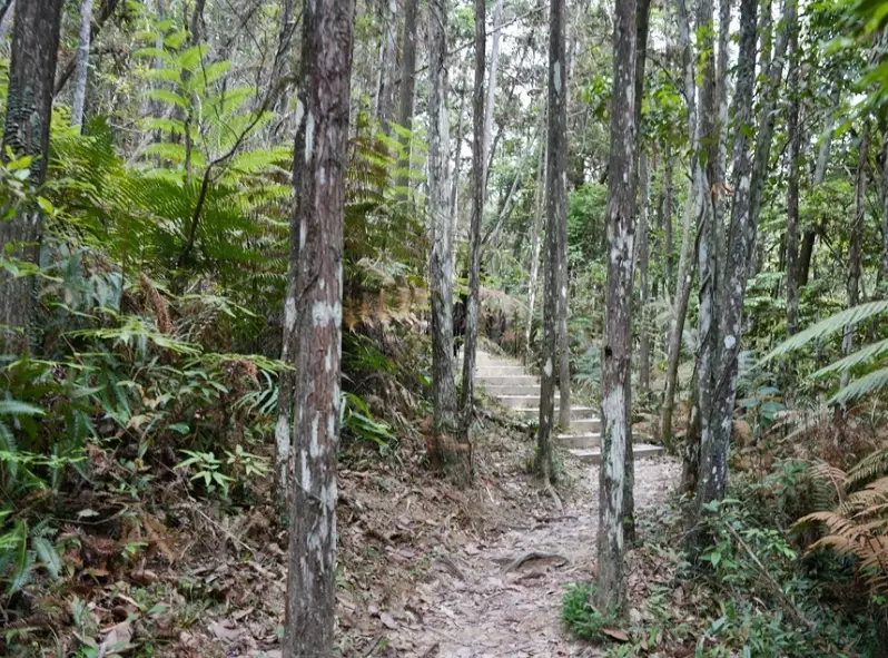 台灣森林步道 台灣森林步道
