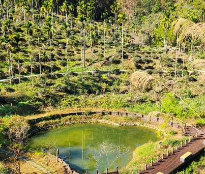 澀水森林步道 澀水森林步道