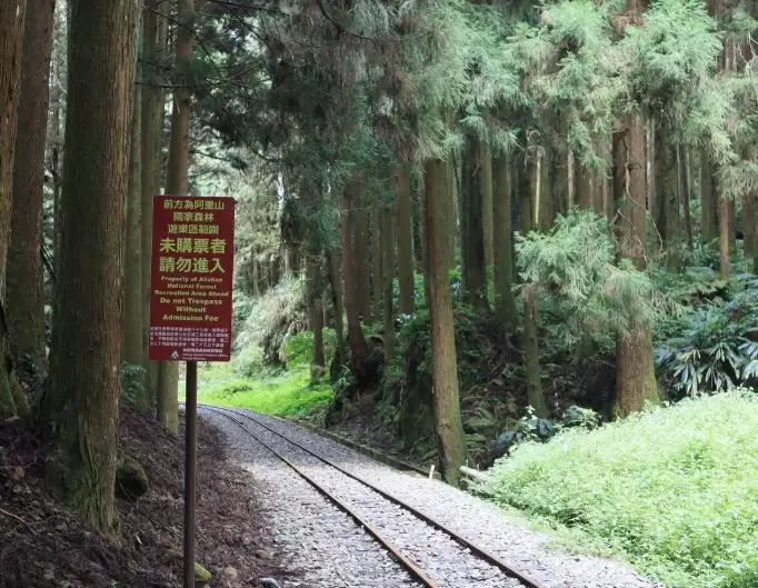 阿里山黑森林 阿里山黑森林