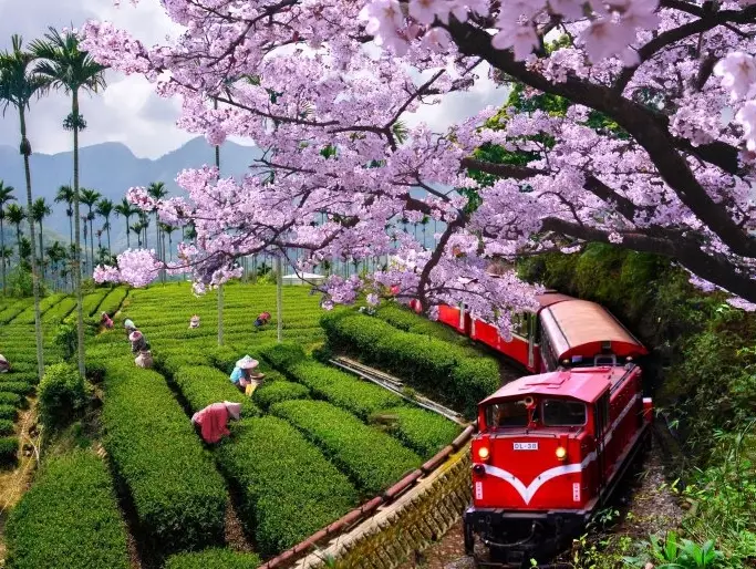 嘉義火車站到阿里山 嘉義火車站到阿里山