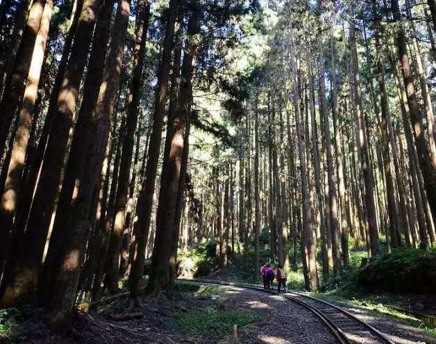 阿里山黑森林 阿里山黑森林