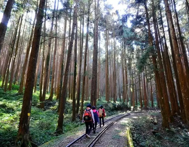 阿里山黑森林 阿里山黑森林
