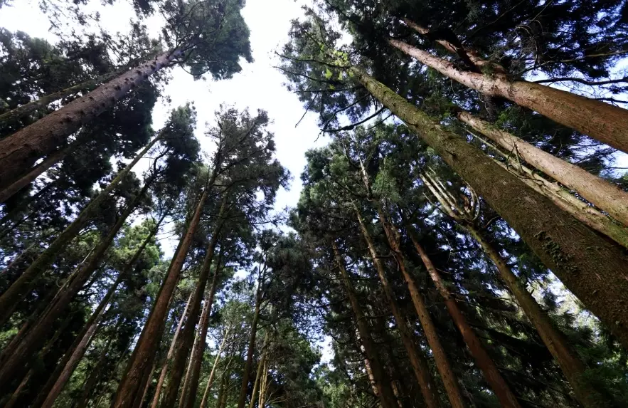 阿里山水山巨木