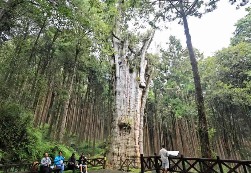 阿里山水山巨木