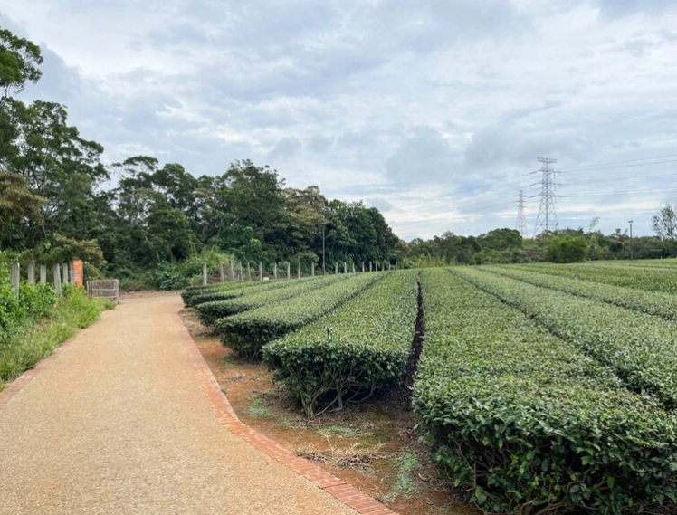 湖口茶香步道交通