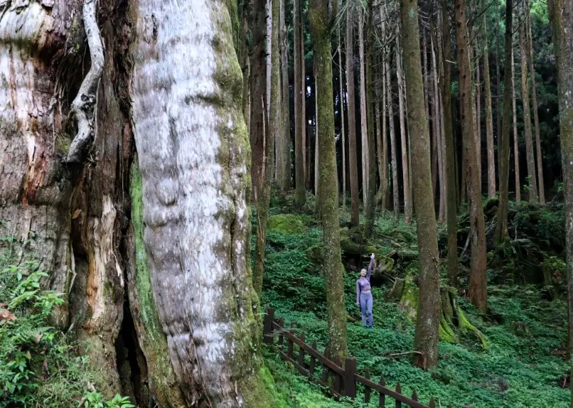 水山巨木 怎麼去