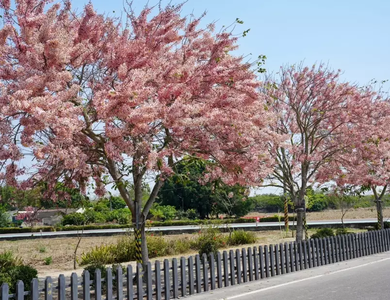 花旗木景點 花旗木景點