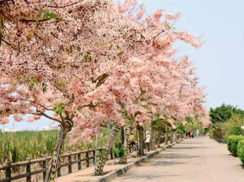 花旗木景點 花旗木景點