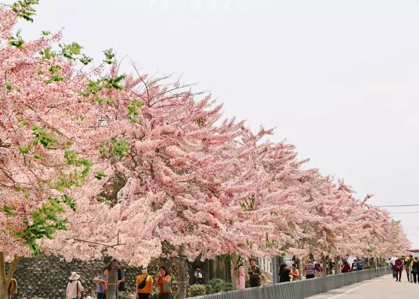 社區賞花 社區賞花