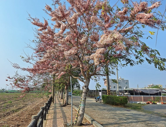 花旗木景點 花旗木景點