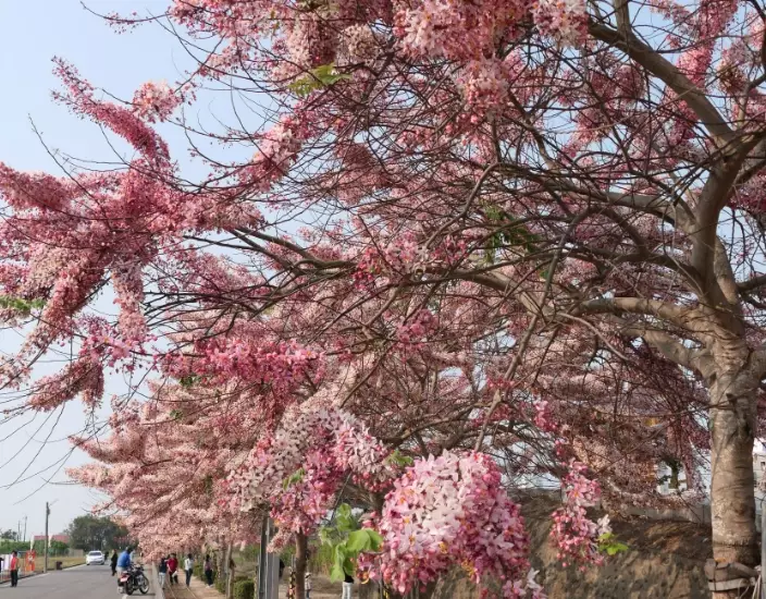 花旗木景點 花旗木景點