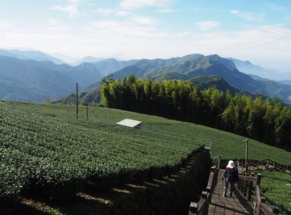 阿里山頂石棹步道 阿里山頂石棹步道