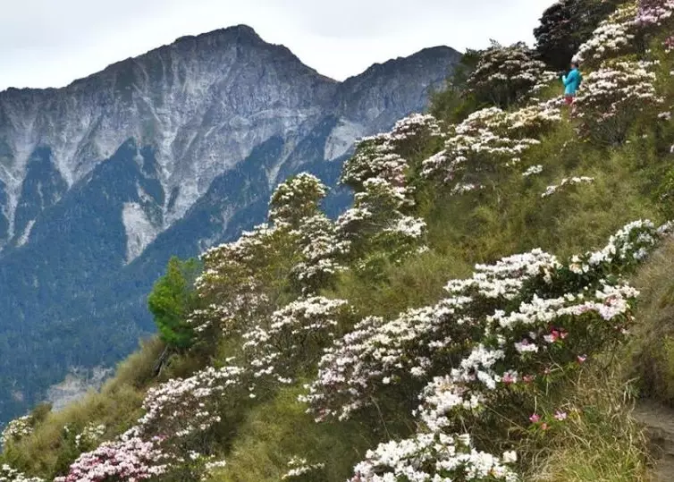 奇萊山 入山證