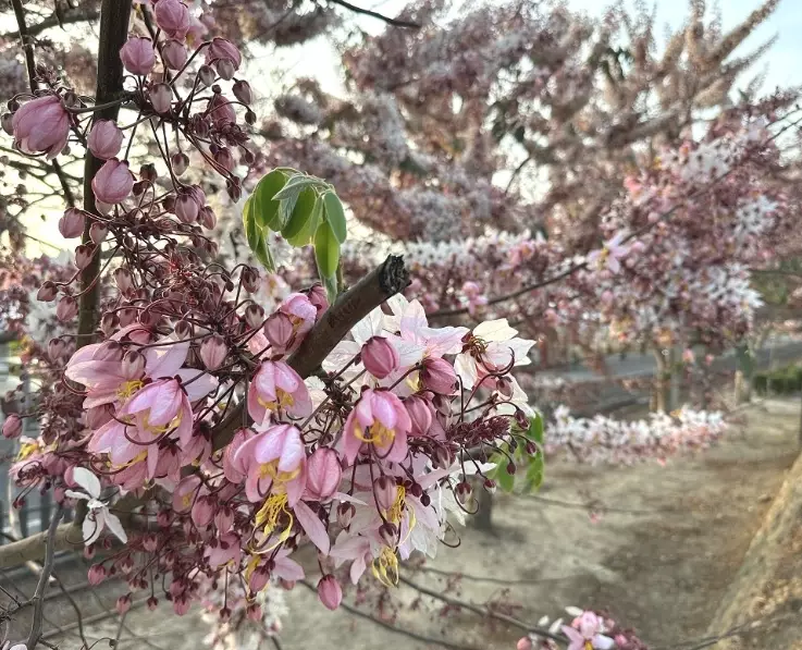 社區賞花 社區賞花