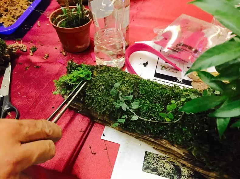 苔蘚養護 苔蘚養護