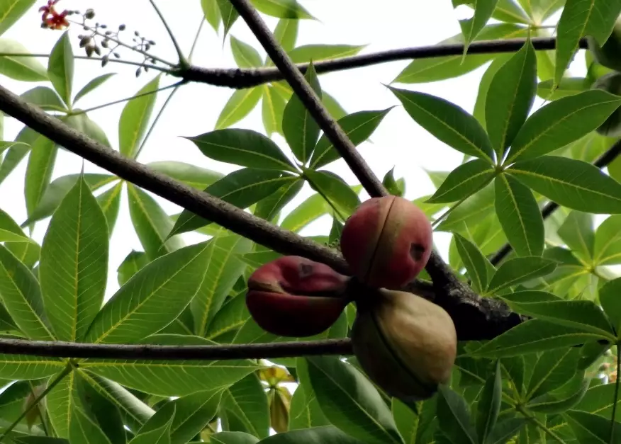 掌葉蘋婆處理 掌葉蘋婆處理