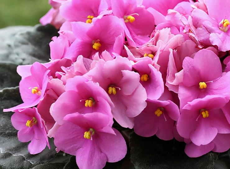 非洲菫照顧