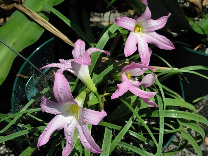 風雨蘭開花時間 風雨蘭開花時間