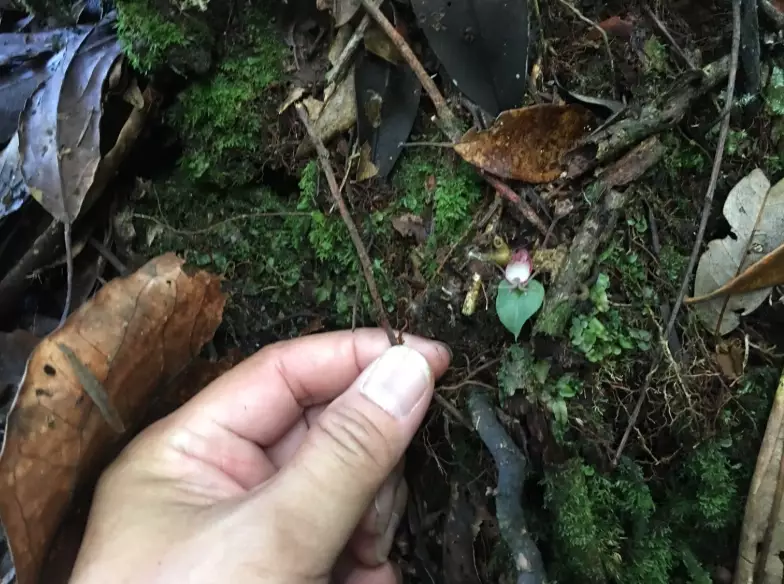 中海拔樹木 中海拔樹木