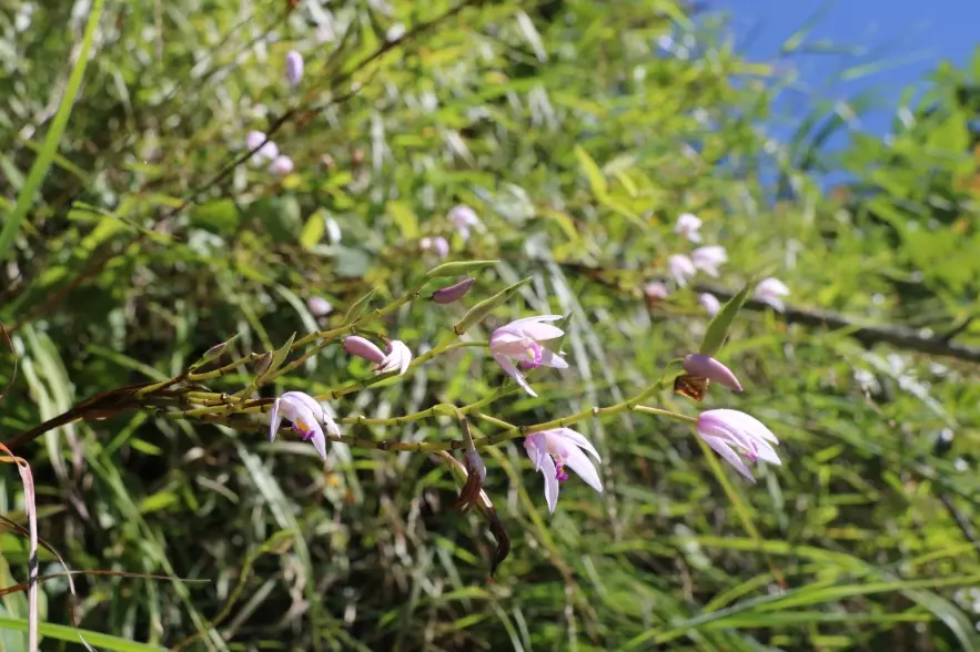 中海拔樹木 中海拔樹木