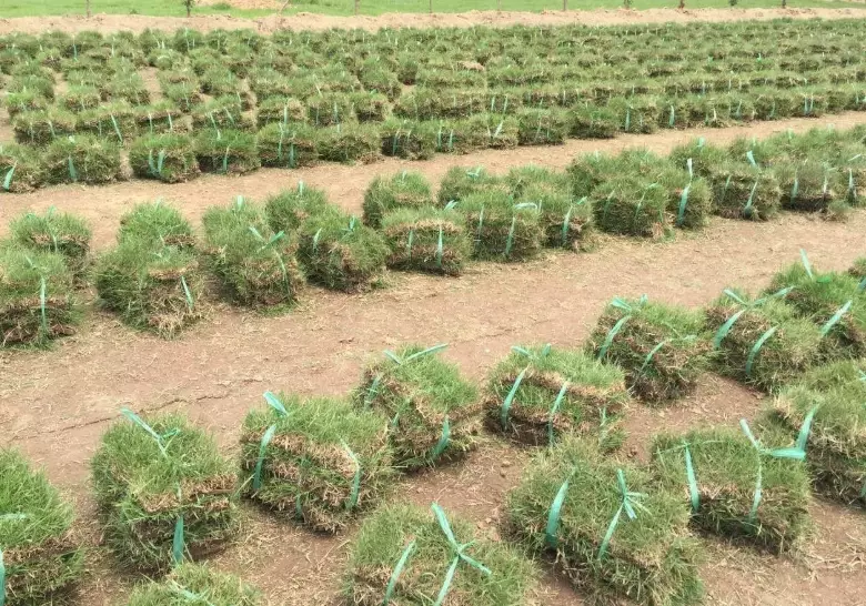 抹草肥料推薦 抹草肥料推薦