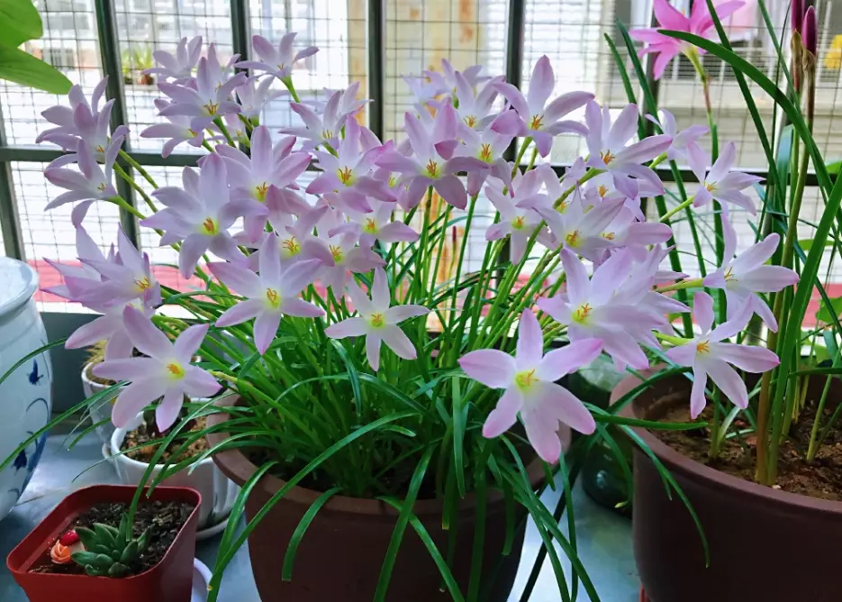 風雨蘭開花時間 風雨蘭開花時間